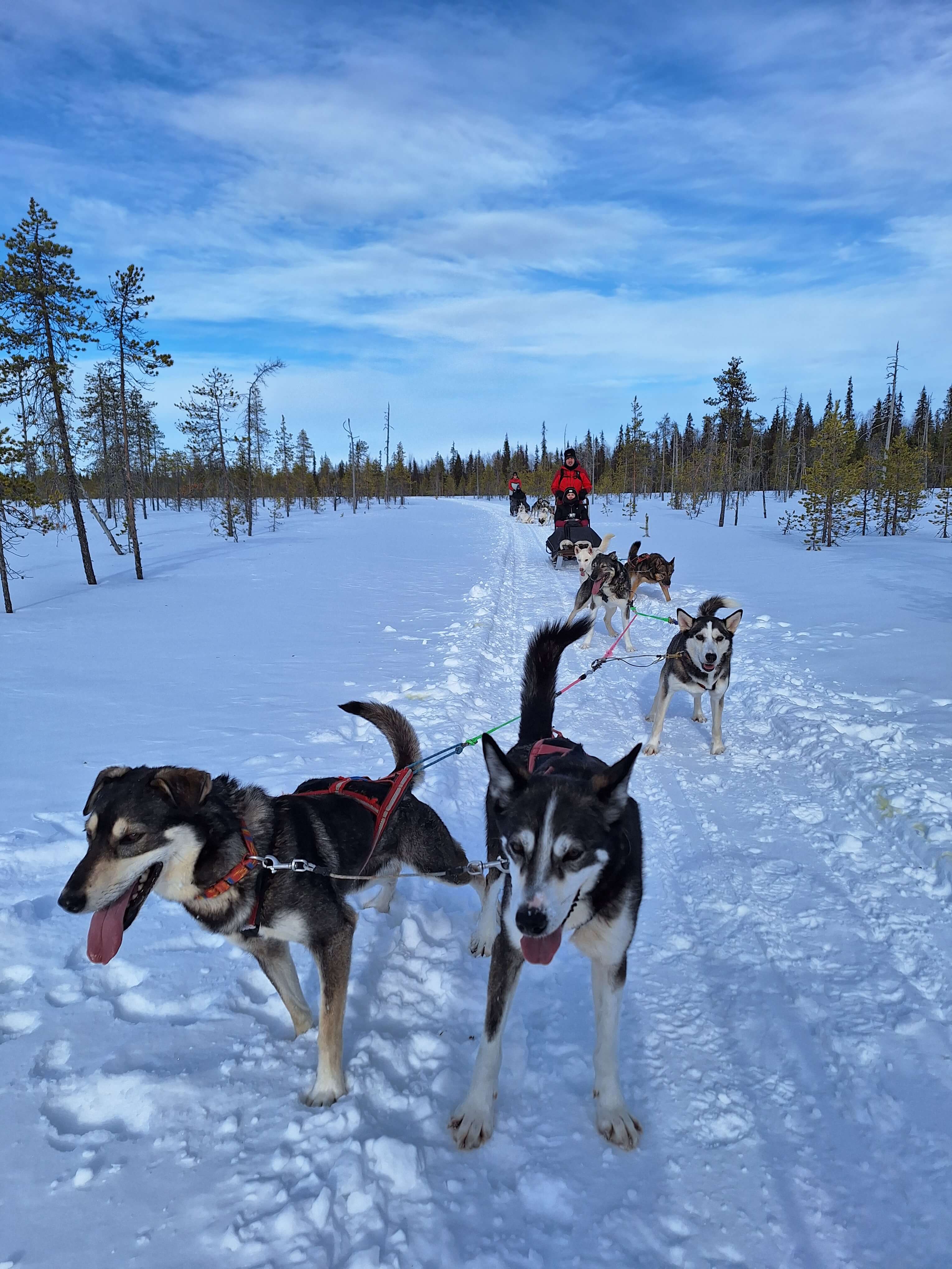 Husky safari is a must-try attraction when visiting Lapland,