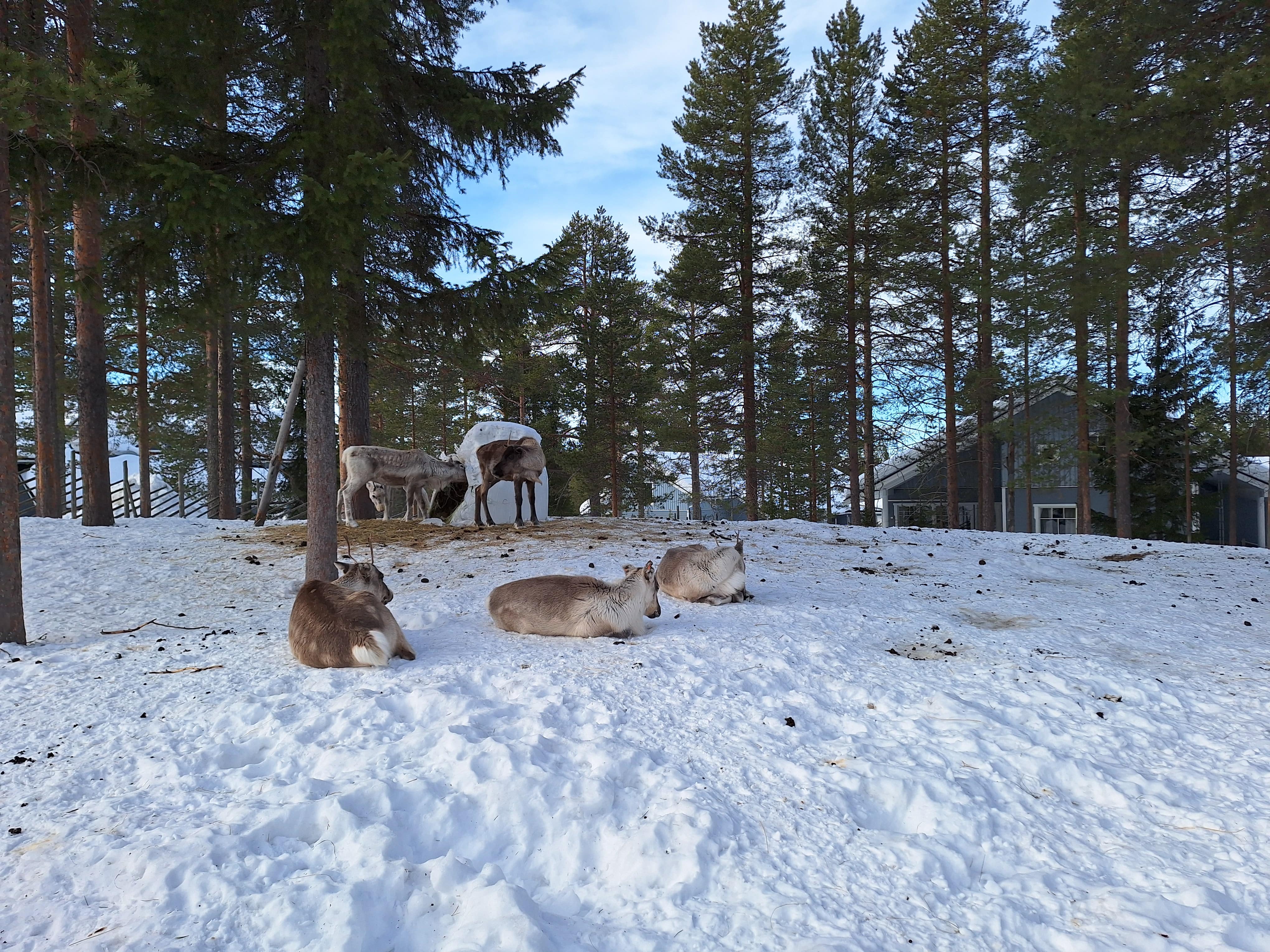 You can see reindeers in the backyard of the K5 Hotel.