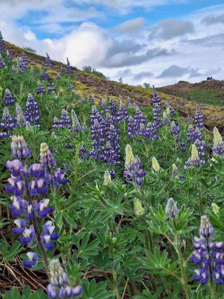 Lupines in full bloom in June, covering the South of Iceland with vibrant purple flowers